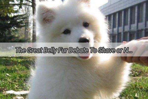 The Great Belly Fur Debate To Shave or Not to Shave Your Poochs Midriff